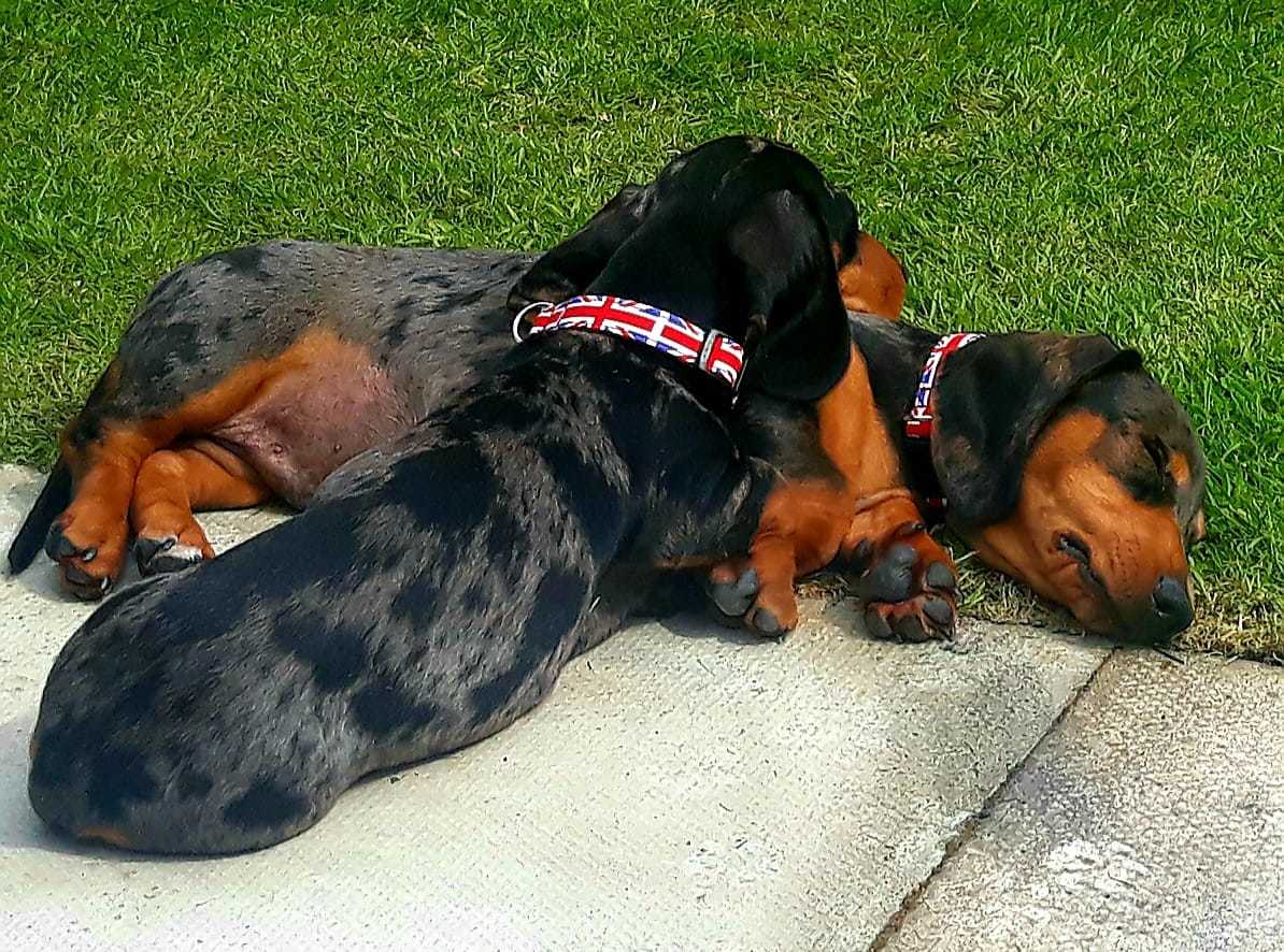 Dachshund puppies. Picture: Tracey Rowland Kaye