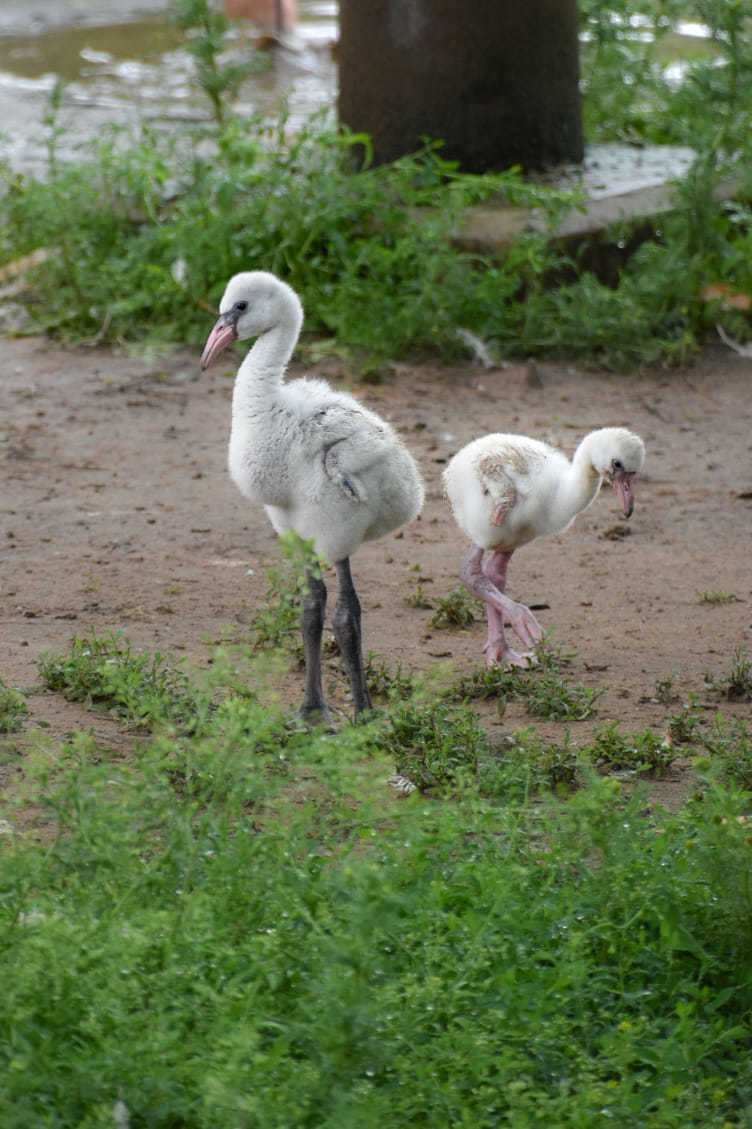 Baby flamingos. Picture: N.J Photography