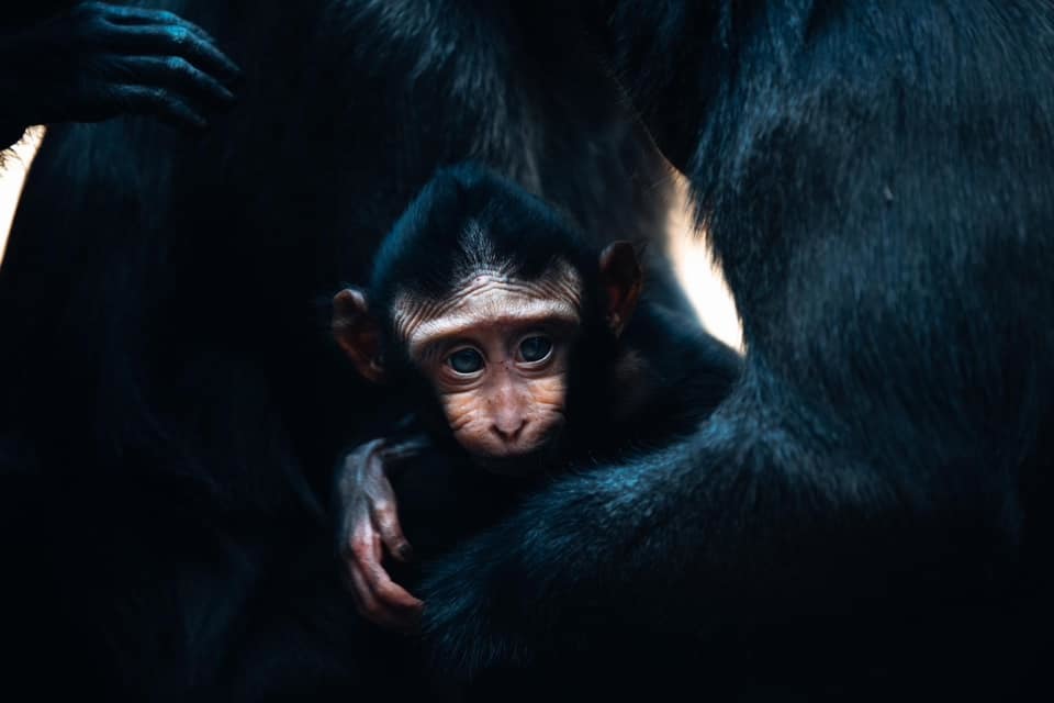 Baby macaque. Picture: Beatts Photography