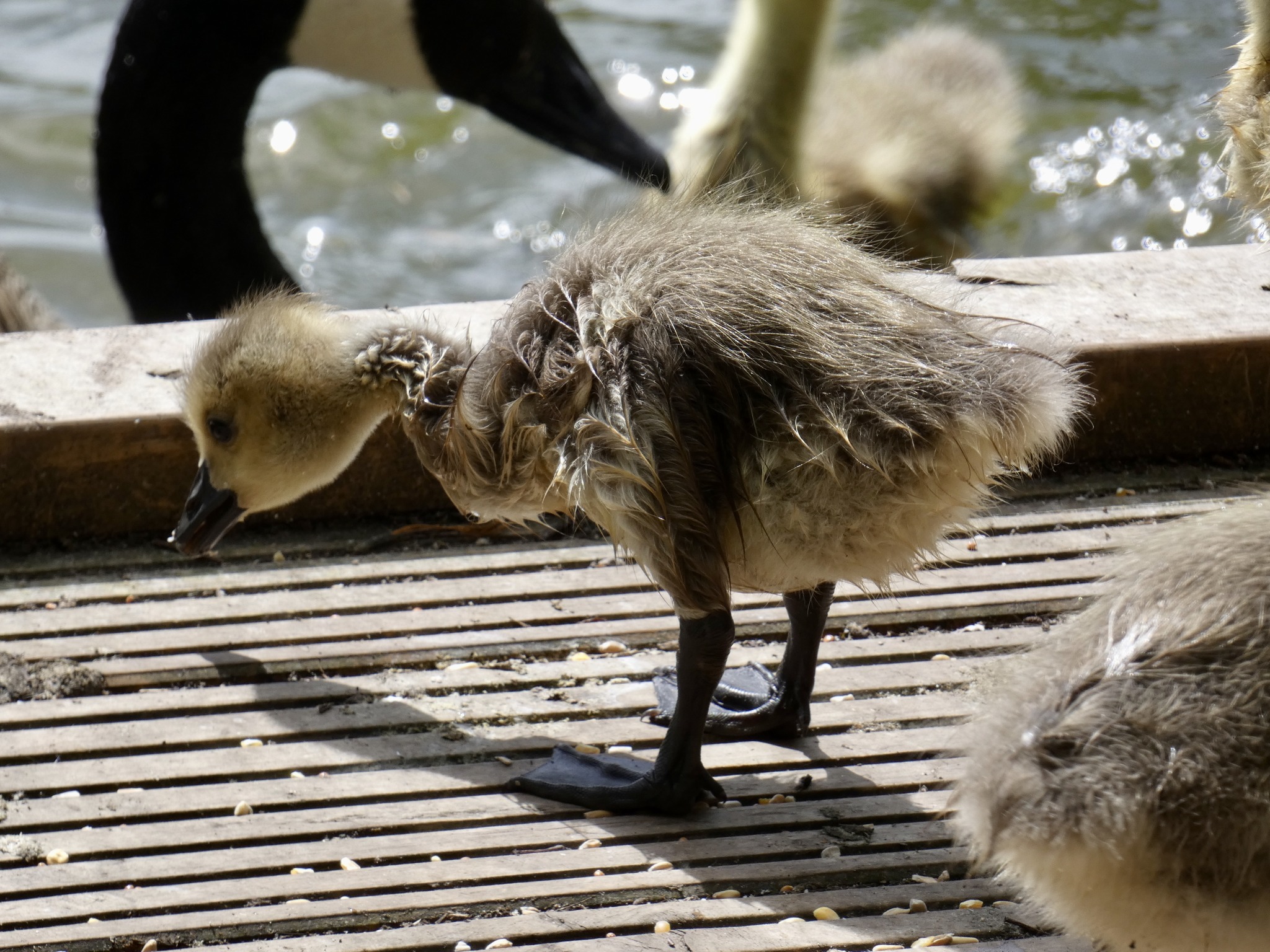 Gosling. Picture: Steve Williams