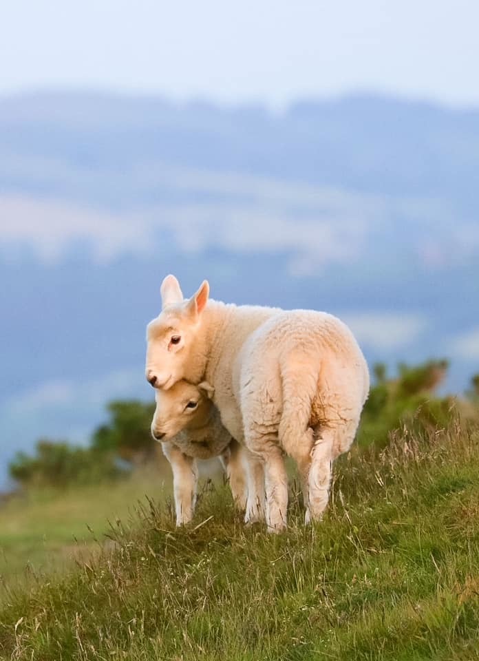 Lambs. Picture: Veronica Young