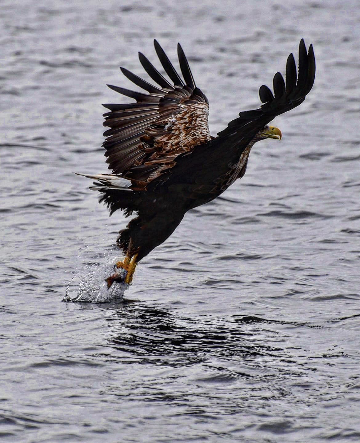 White-tailed eagle. Picture: Steph Taylor