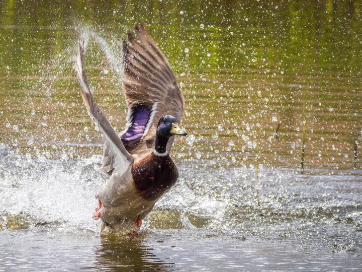 Mallard take off. Picture: Dave Jowitt