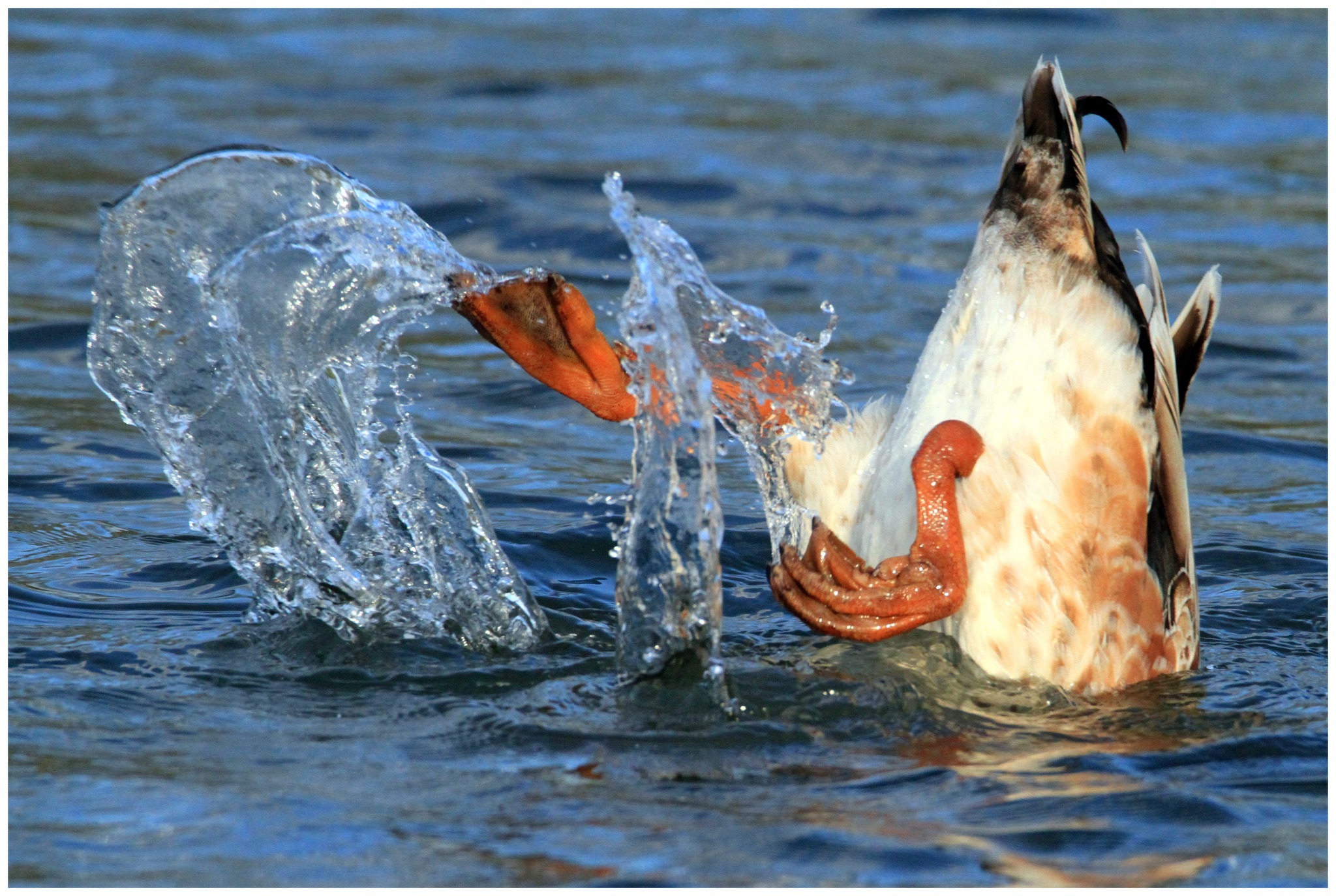 Bottoms up. Picture: Gwenda Roberts