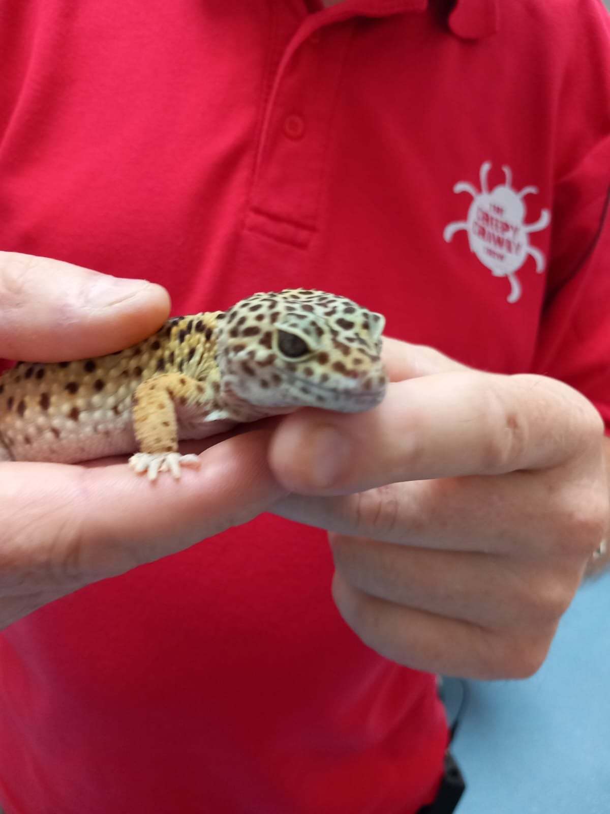 One of the reptiles children were able to hold.