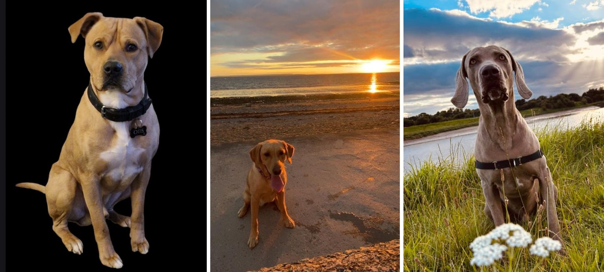 Photos, from left, shared by: M Shields Joanne – Otis, Julia Williams and Bogusia Anna Duchnicka – Hugo.