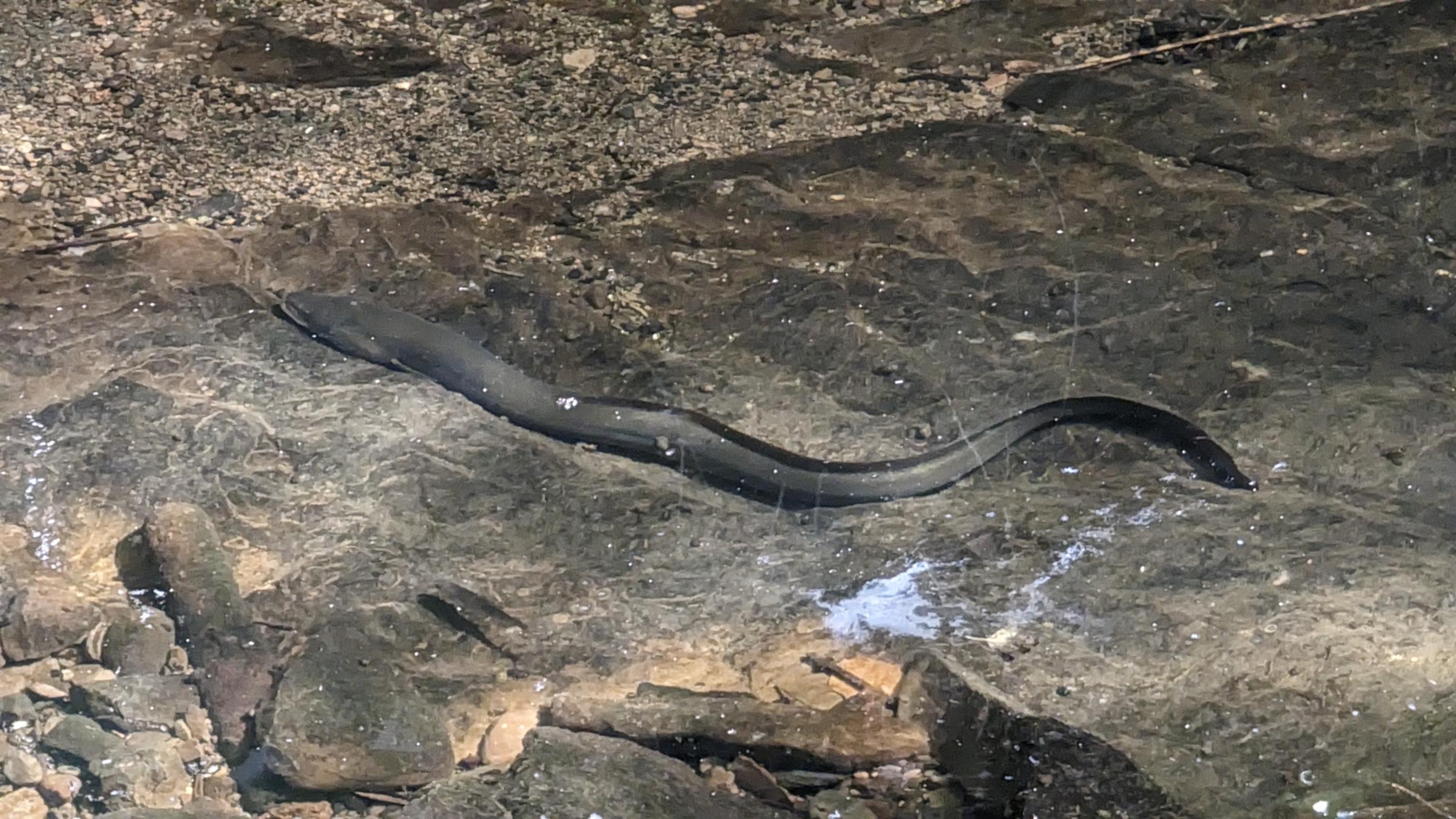 A European eel. 