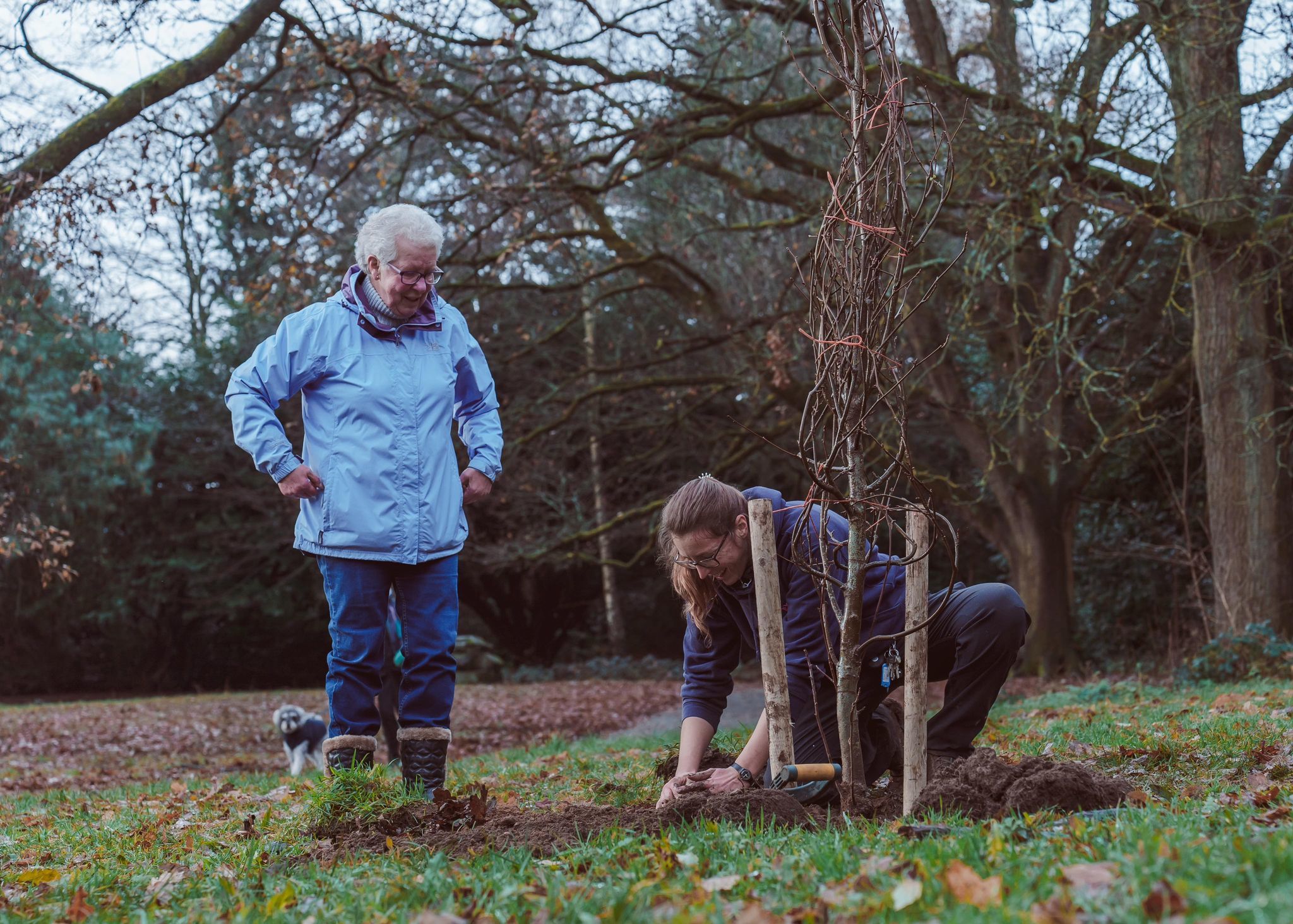 Dianne Purdie watches on as the tree planted in her husbands memory is planted. Photo courtesy of Daniel Purdie