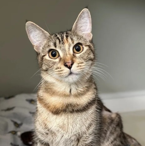 Forest waiting to be adopted at NCAR.