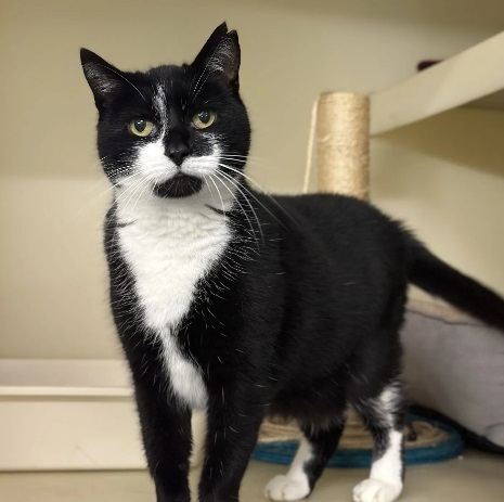 Little Kitty waiting to be adopted at NCAR.