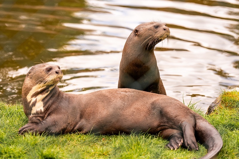 A male giant otter, called Manú, has arrived at Chester Zoo to help save his species.