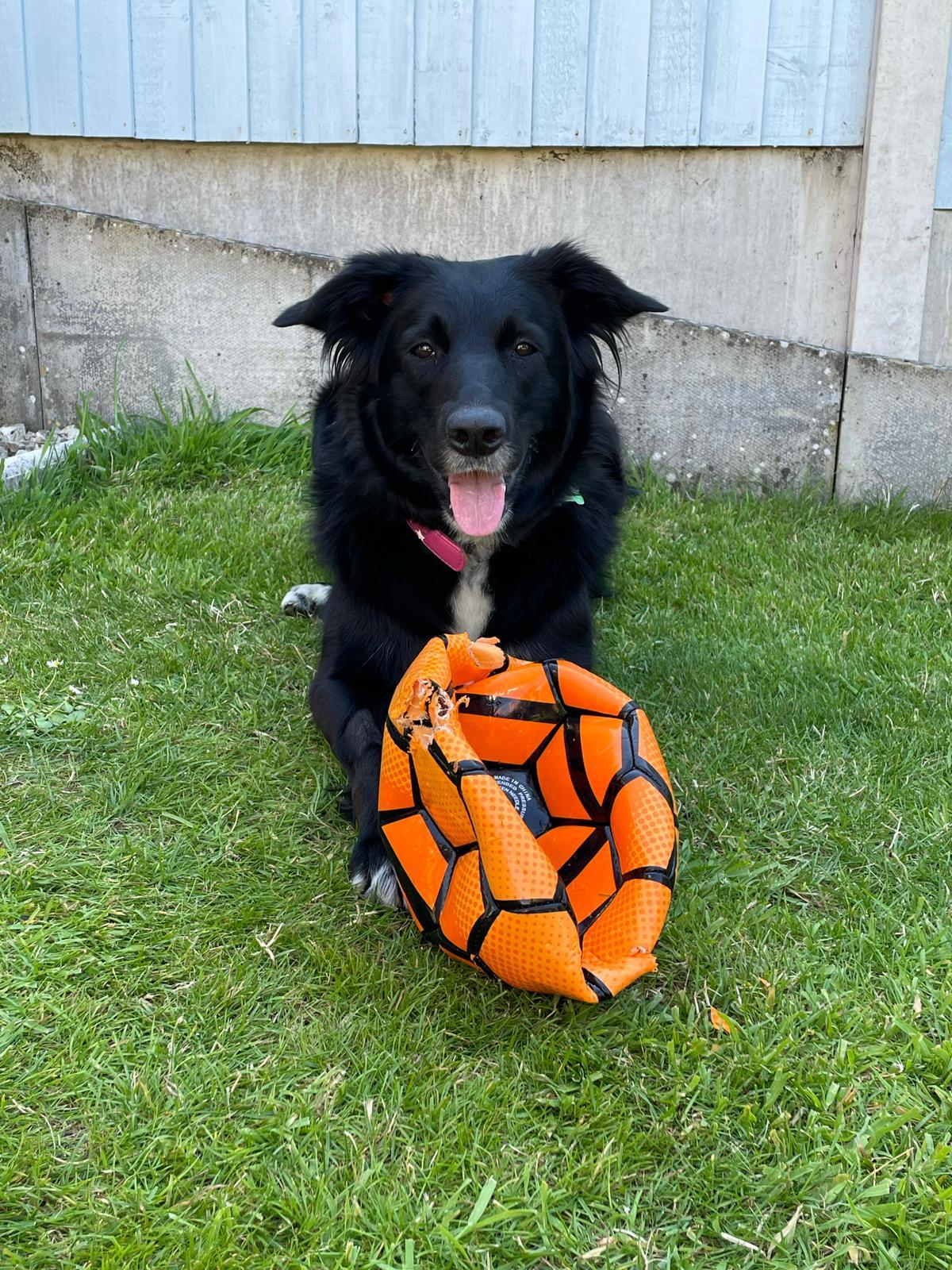 Having a ball, Bea the collie.