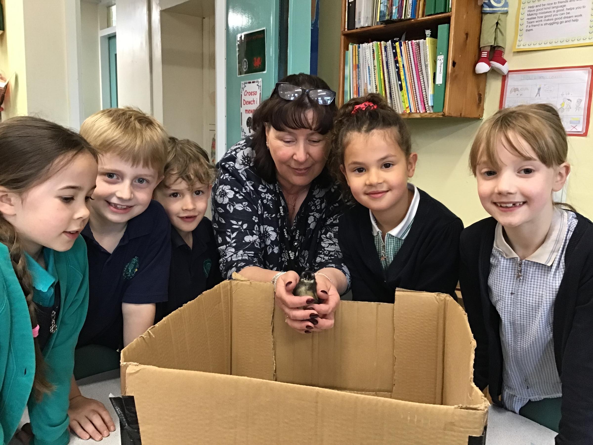 Nannerch School pupils with teaching assistant Gaenor Williams and the new arrivals.