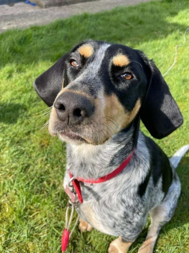 Pepper - waiting for adoption at NCAR.