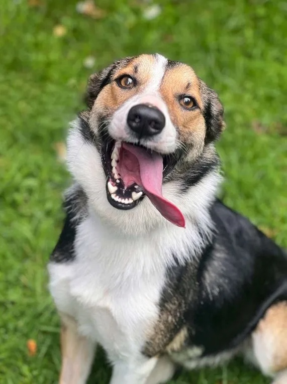 Osian - waiting for adoption at NCAR.