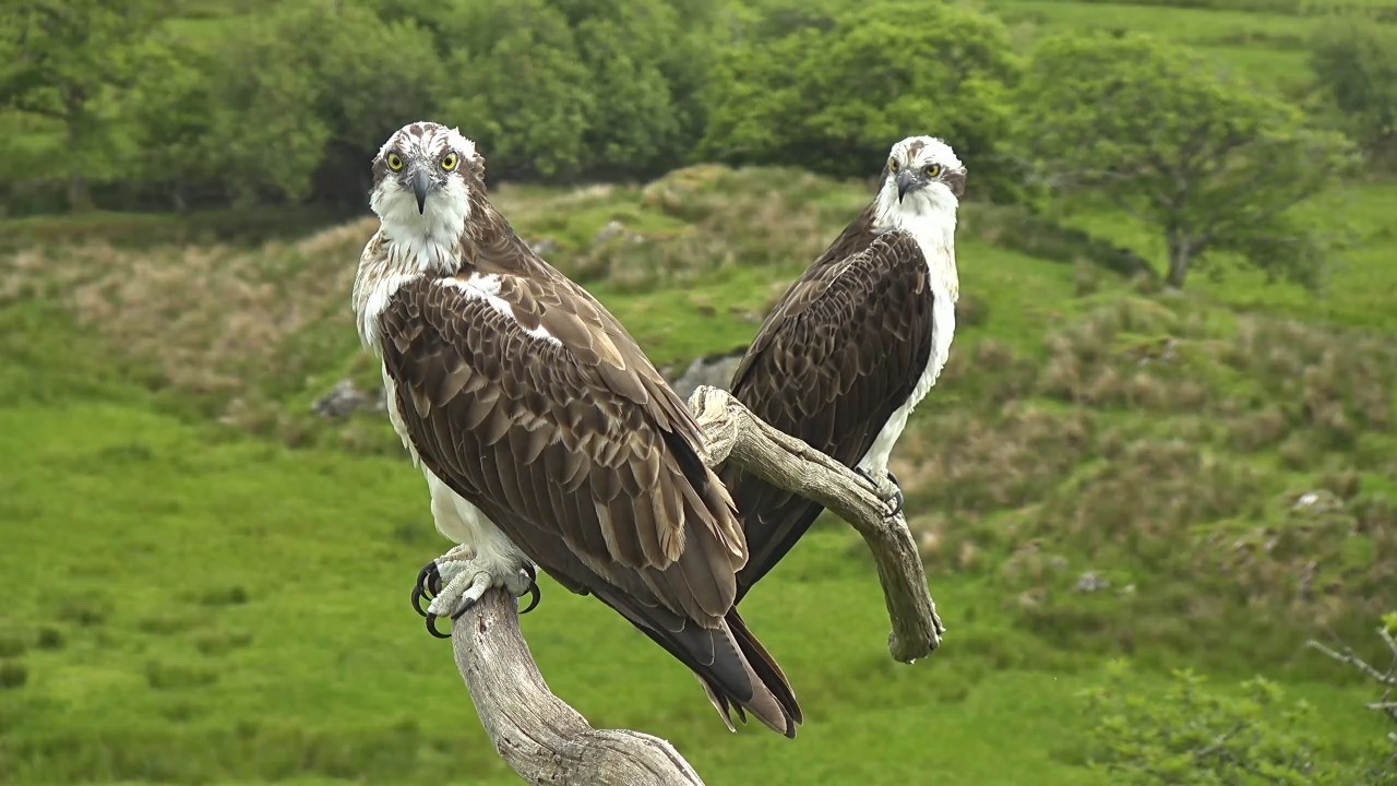 Glaslyn Ospreys pair Elen and Aran.