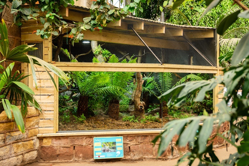 Tuatara are thriving in their new home at Chester Zoo, the only place theyve ever successfully bred outside of New Zealand.