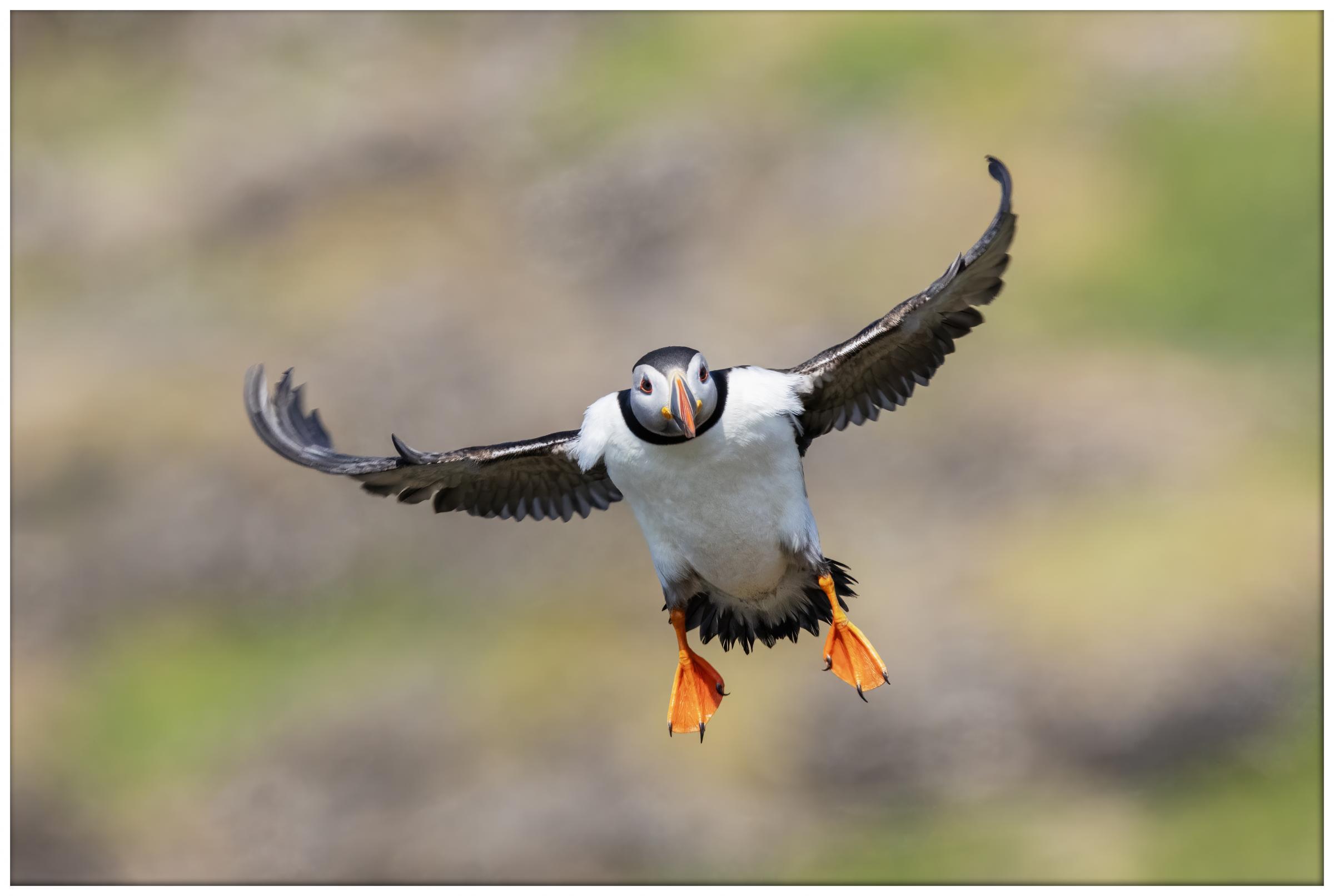 Inbound puffin, Staffa. Photo: Kevin Evans-Jones