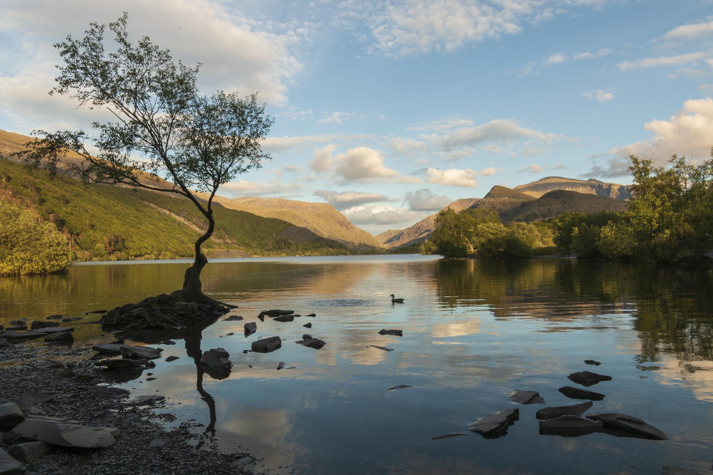 The lonely tree Llanberis. Photo: Kevin Evans-Jones