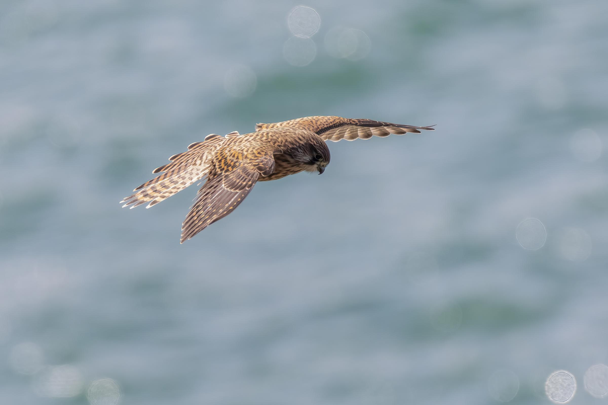 Hunting kestrel, Point Lynas Ynys Mon. Photo: Kevin Evans-Jones