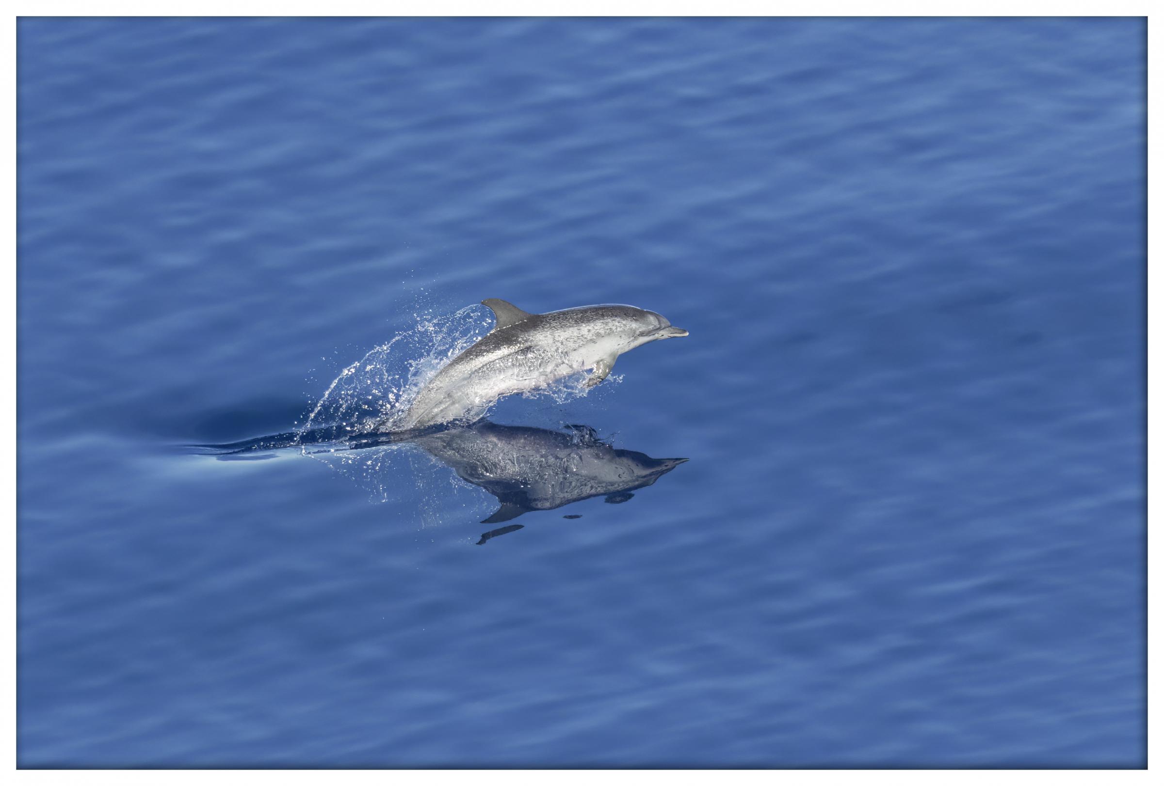 Atlantic spotted dolphin, North Atlantic. Photo: Kevin Evans-Jones