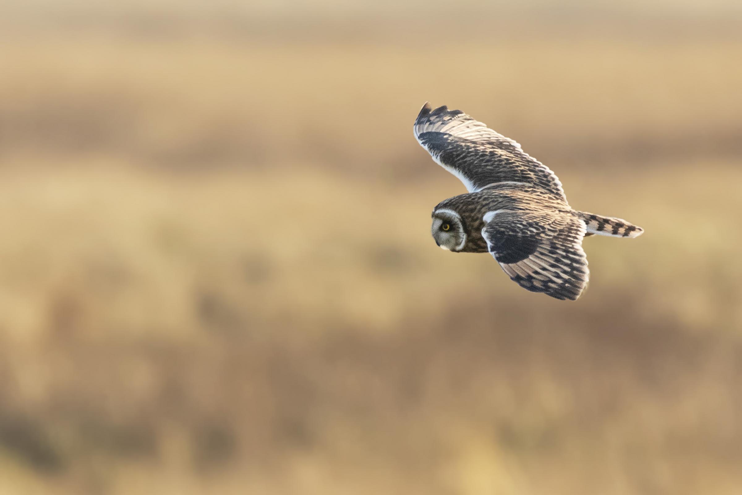 Short eared owl, Parkgate, Wirral. Photo: Kevin Evans-Jones