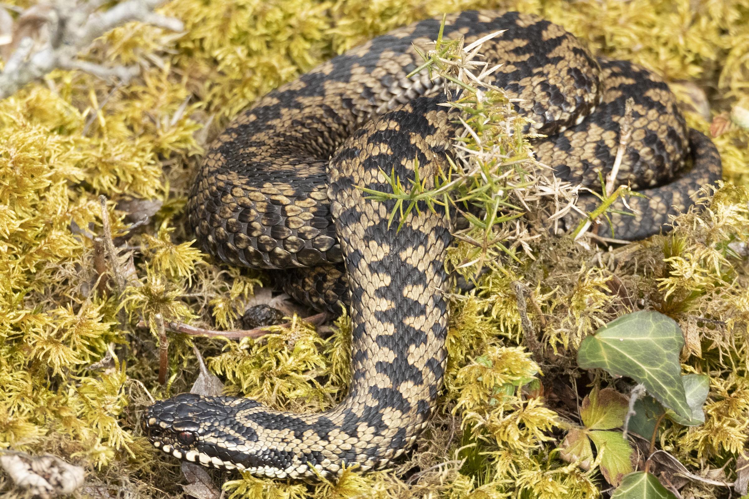 Male adder, Ynys Mon. Photo: Kevin Evans-Jones