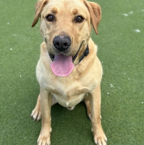 Bobby - waiting for adoption at NCAR.