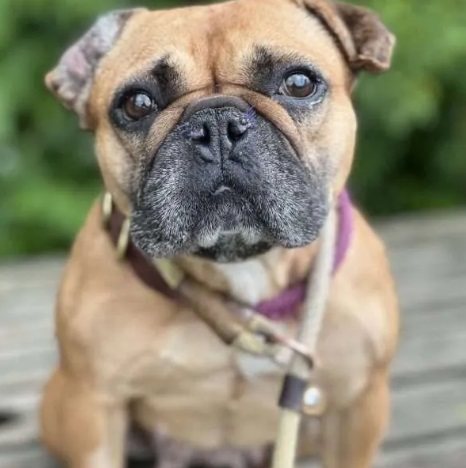 Dolly - waiting for adoption at NCAR.