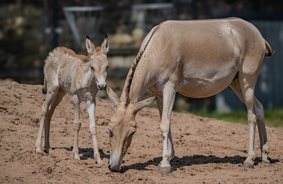 A critically endangered onager foal, one of the worlds rarest mammals, has been born at Chester Zoo and named Jasper.