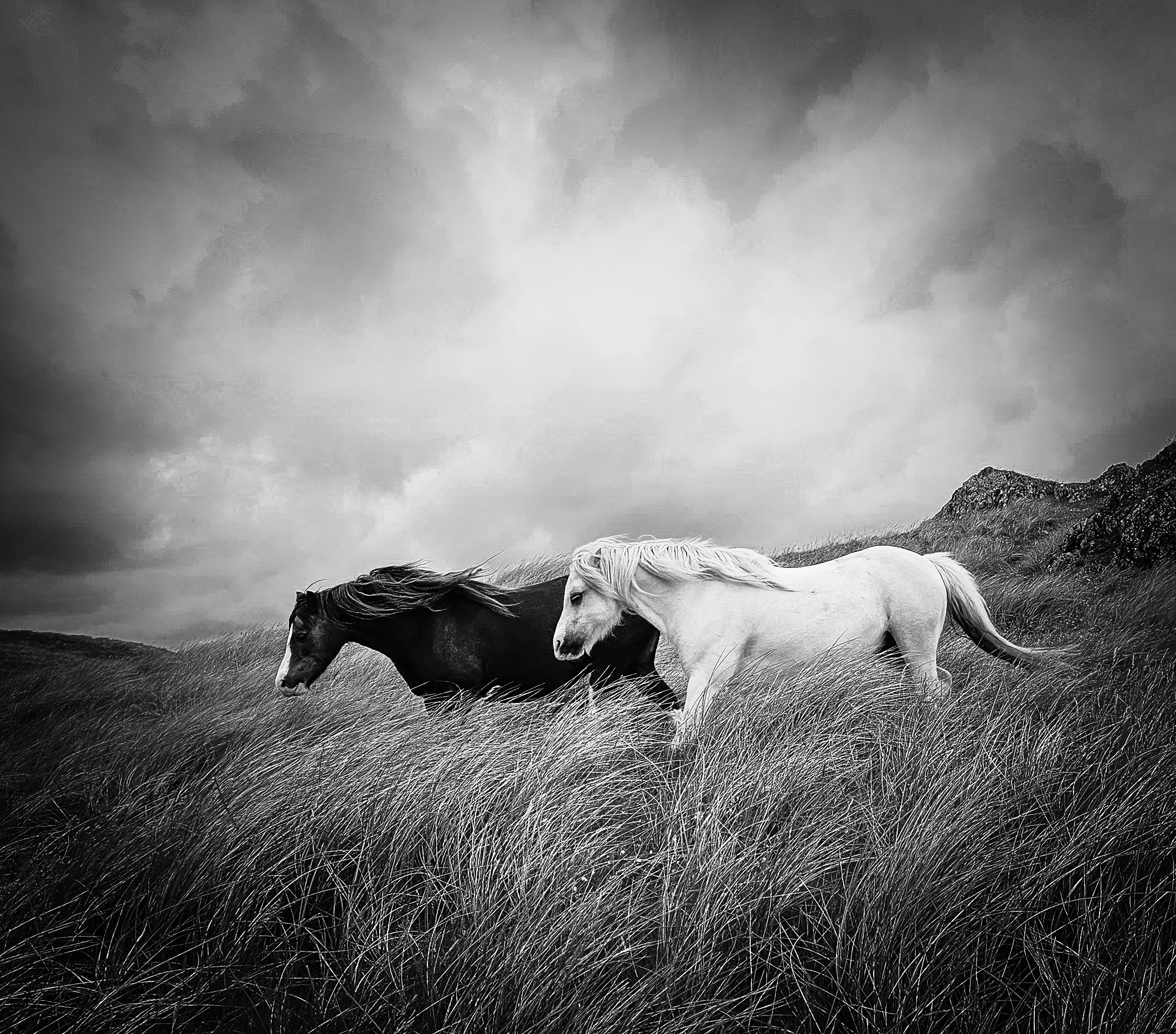 Wild ponies of Llanddwyn Island. Photo: Jamie Jenkins