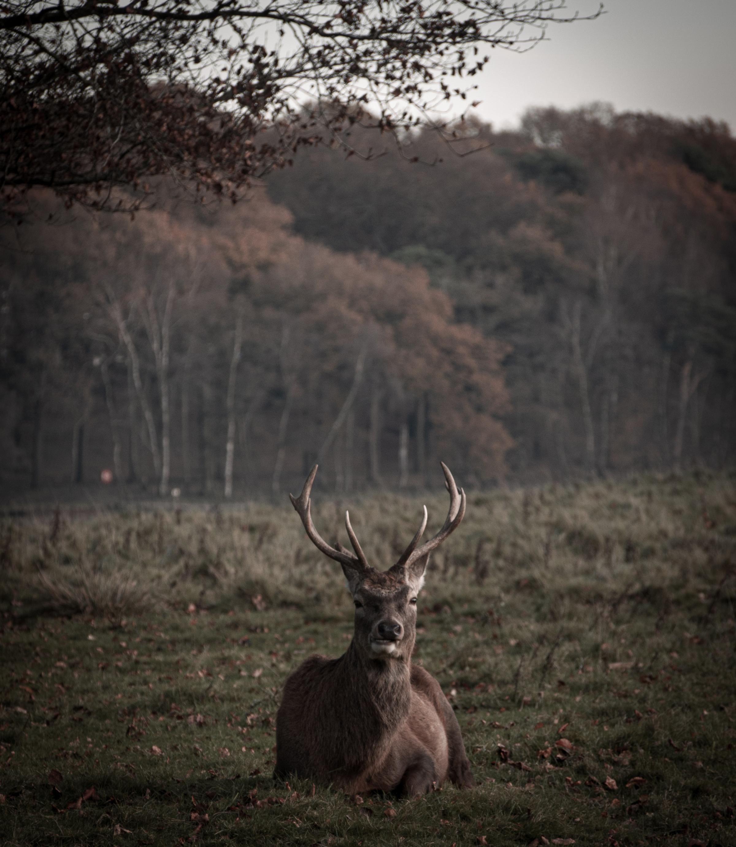 Stag, Tatton Park. Photo: Jamie Jenkins