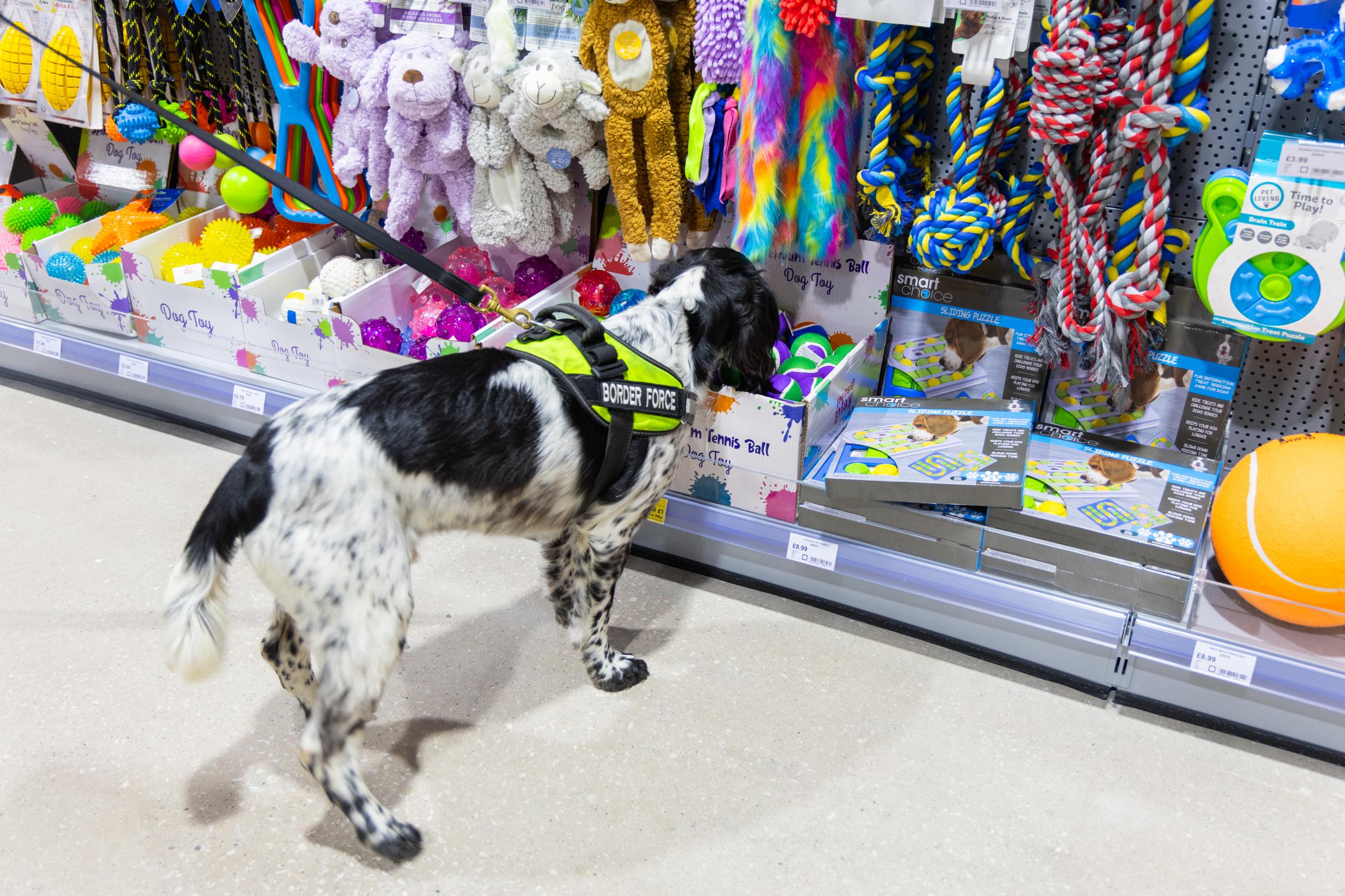 Celebrating the opening of the new Jollyes store were Lord Mayor of Chester, Cllr Razia Daniels and border force detector dog Sully and his handler Olivia Uguz who bit through a string of sausages to declare the store open