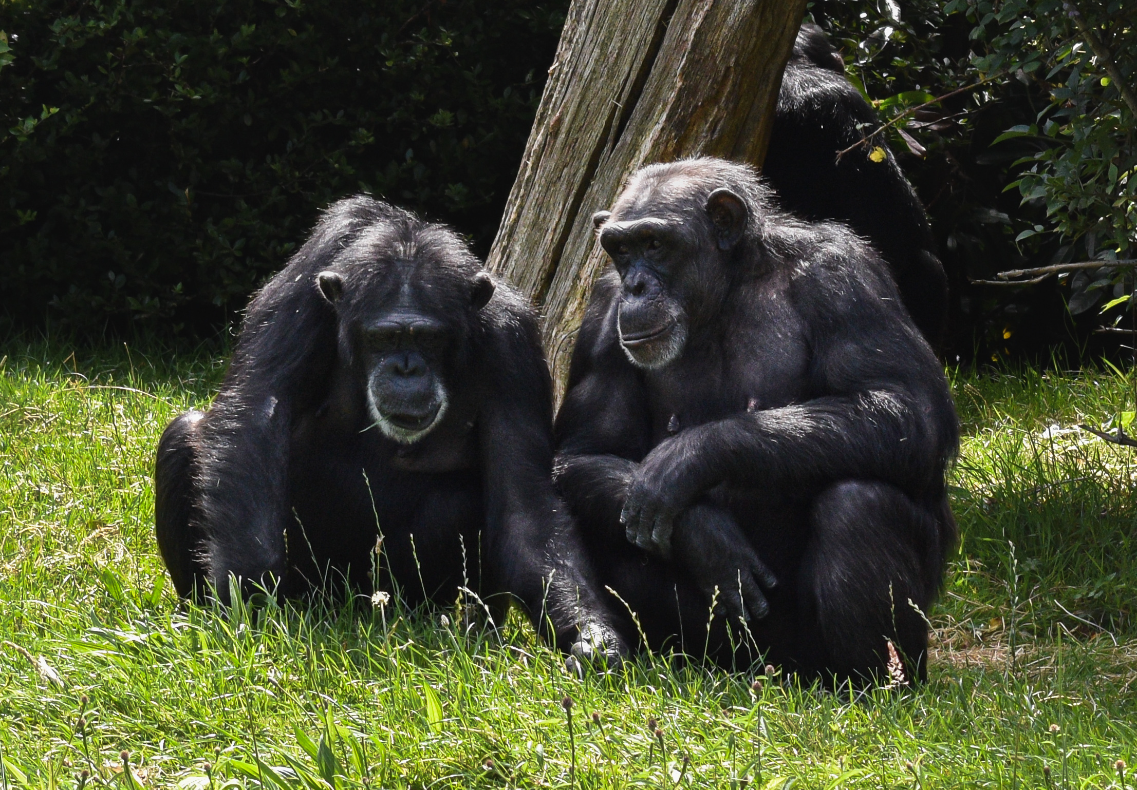 Taken at Chester Zoo. Photo: Thomas Cawley