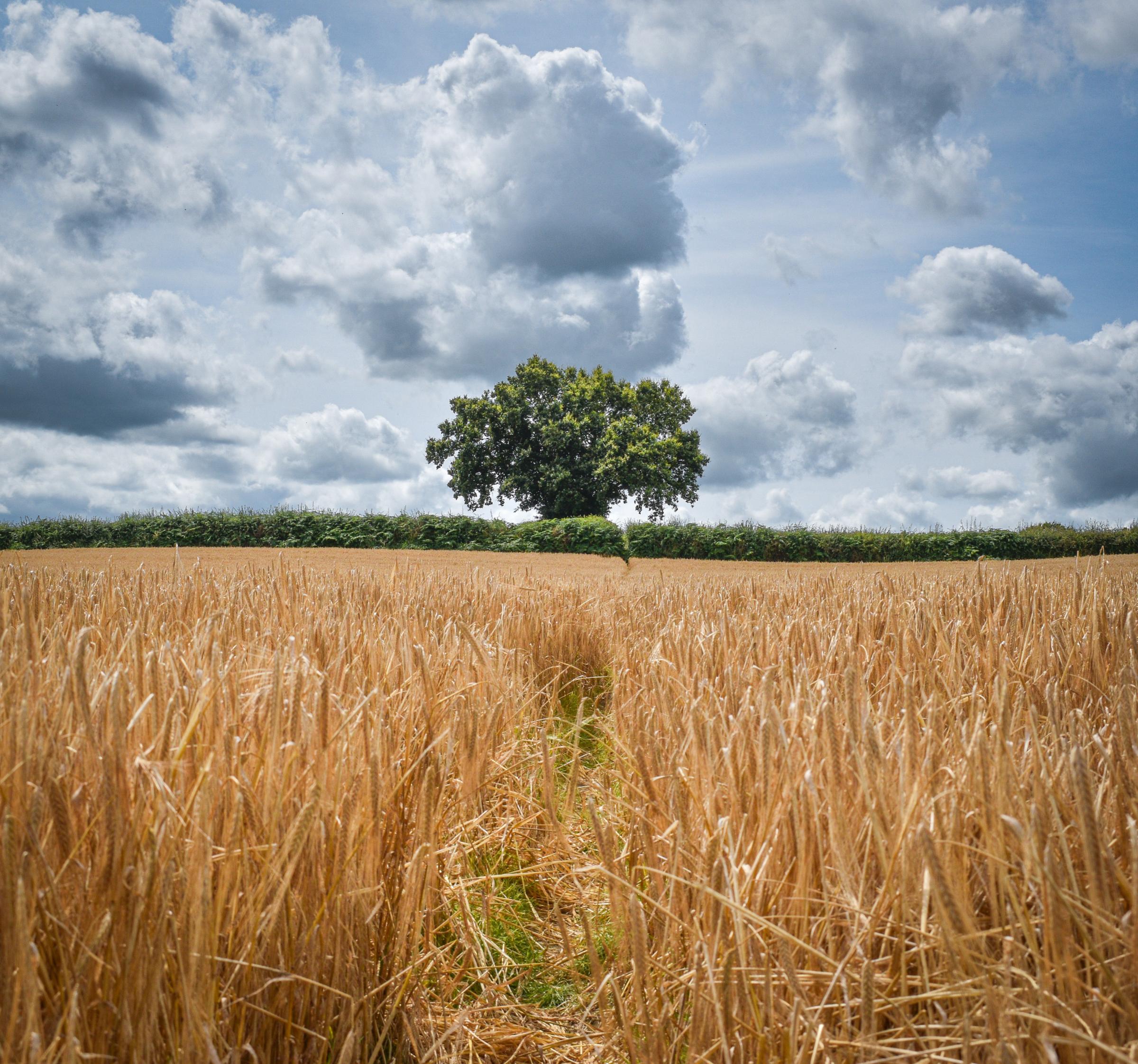 Captures whilst wandering around Shotton. Photo: Thomas Cawley