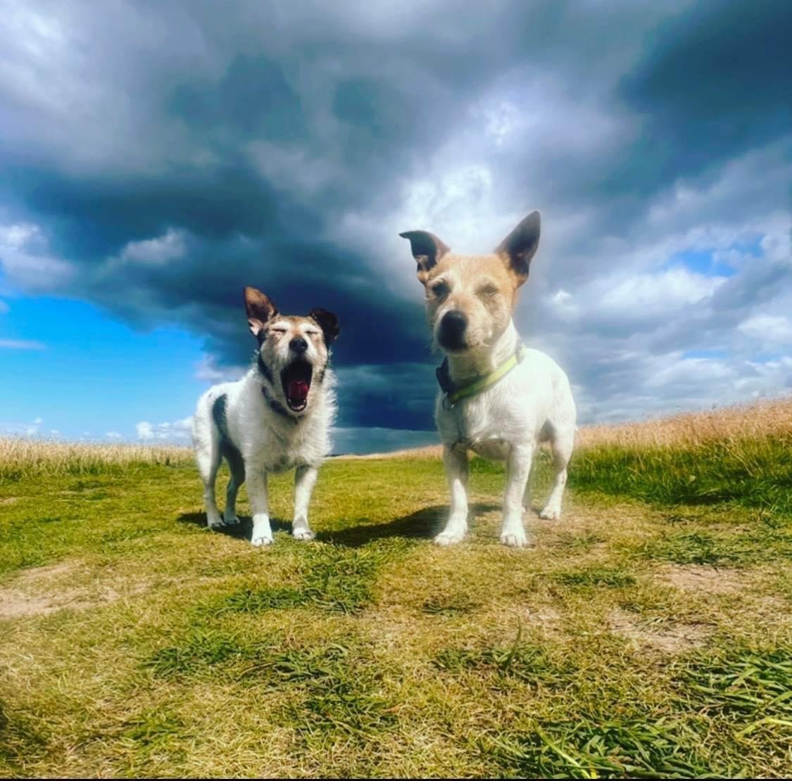 Scrappy And Buddy on their walks. Photo: Samantha Jayne Davies