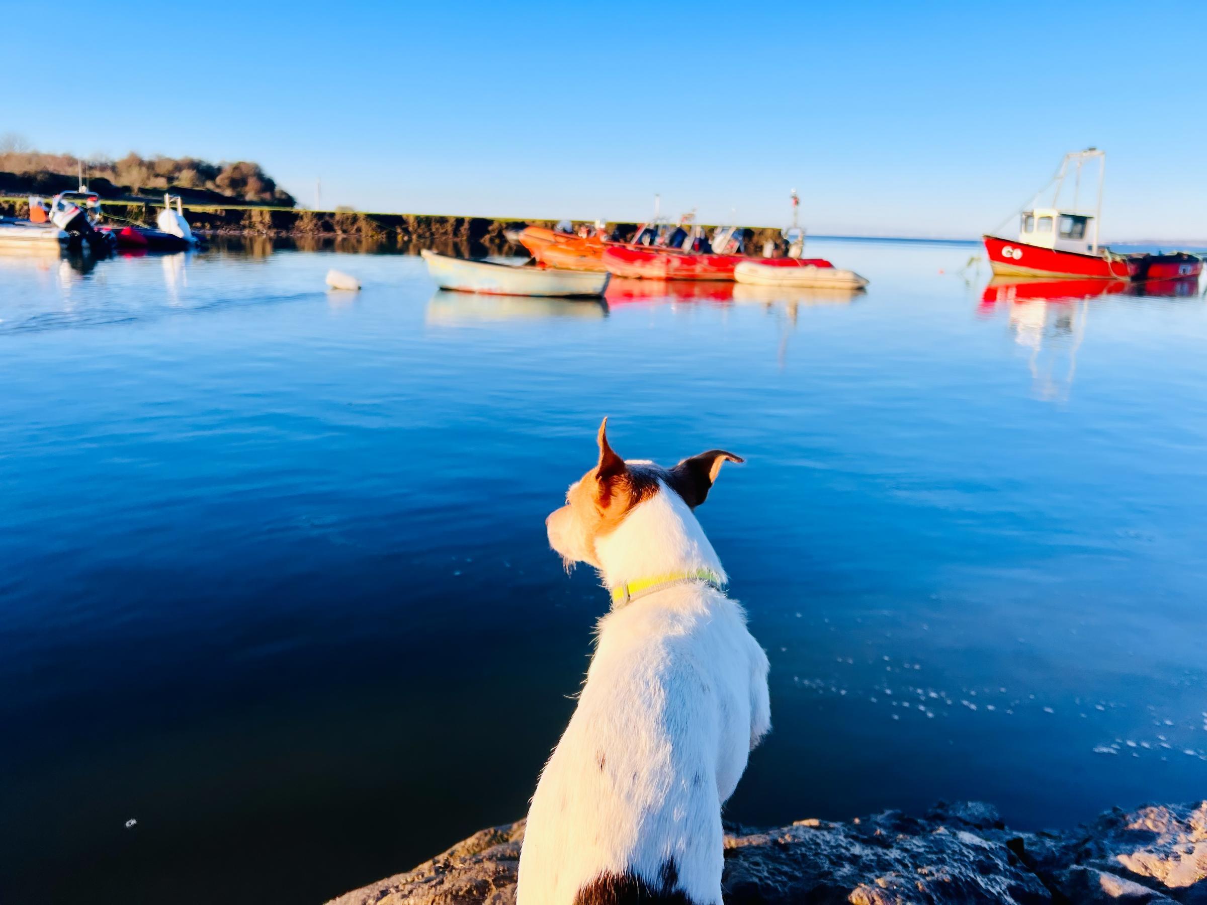 Buddy on the coastal path in Bagillt. Photo: Samantha Jayne Davies