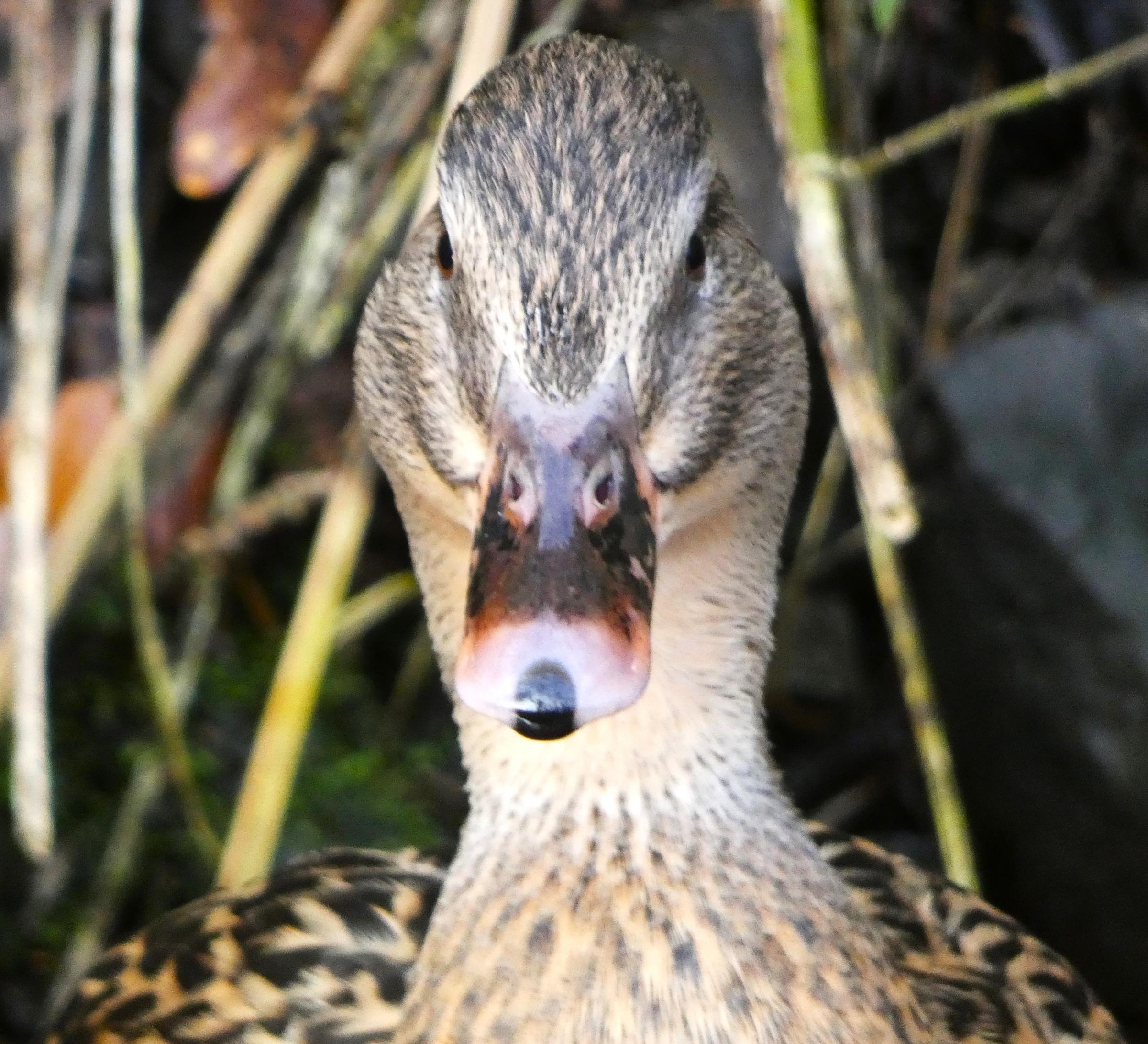 Female Mallard head-on. Photo: Stephen Bromley