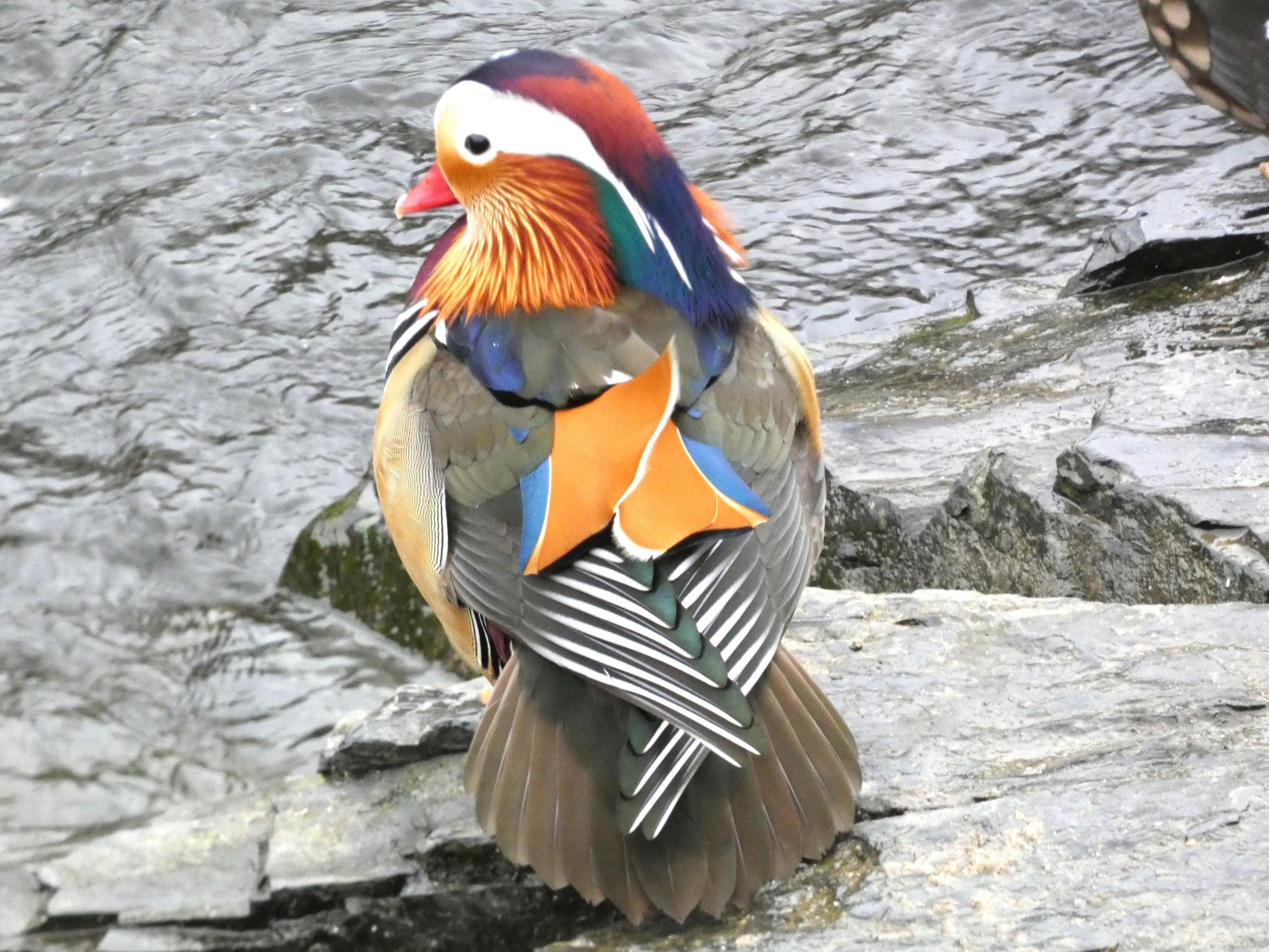 Mandarin duck taken in Llangollen. Photo: Stephen Bromley