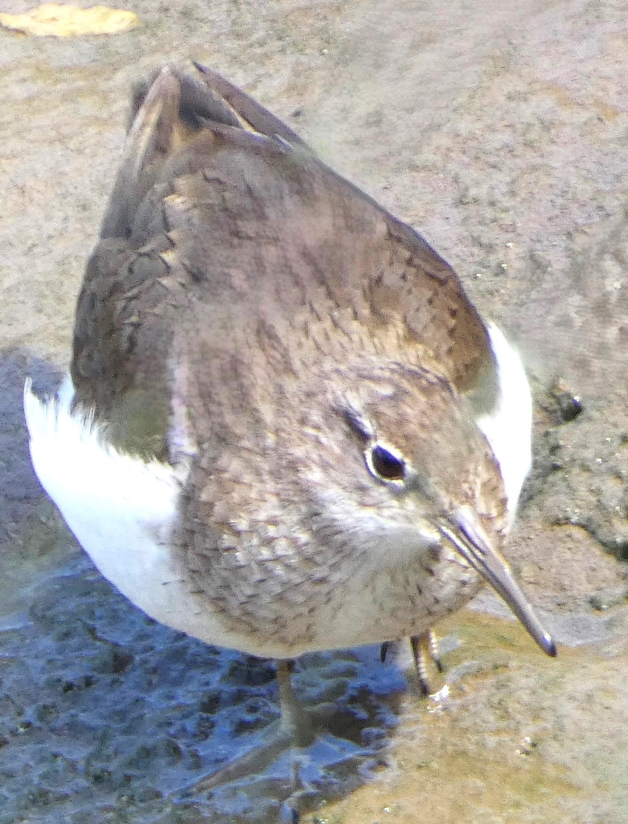 Dunlin taken on the banks of the River Dee in Flintshire. Photo: Stephen Bromley