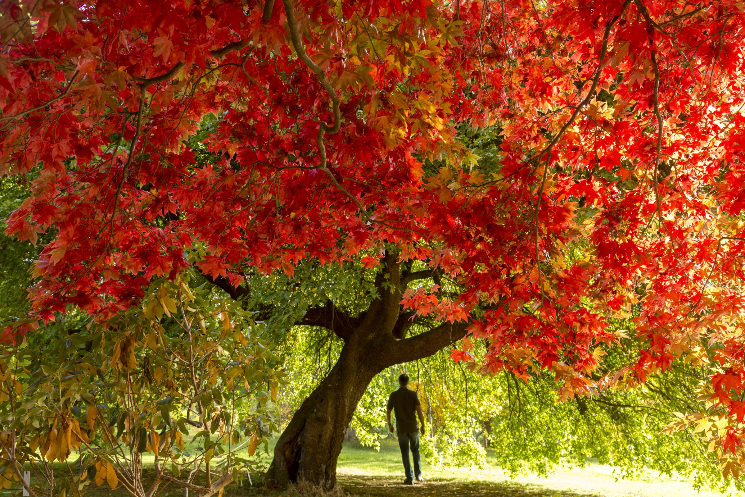 Bodnant Garden autumn colour. Photo: National Trust Images - John Miller