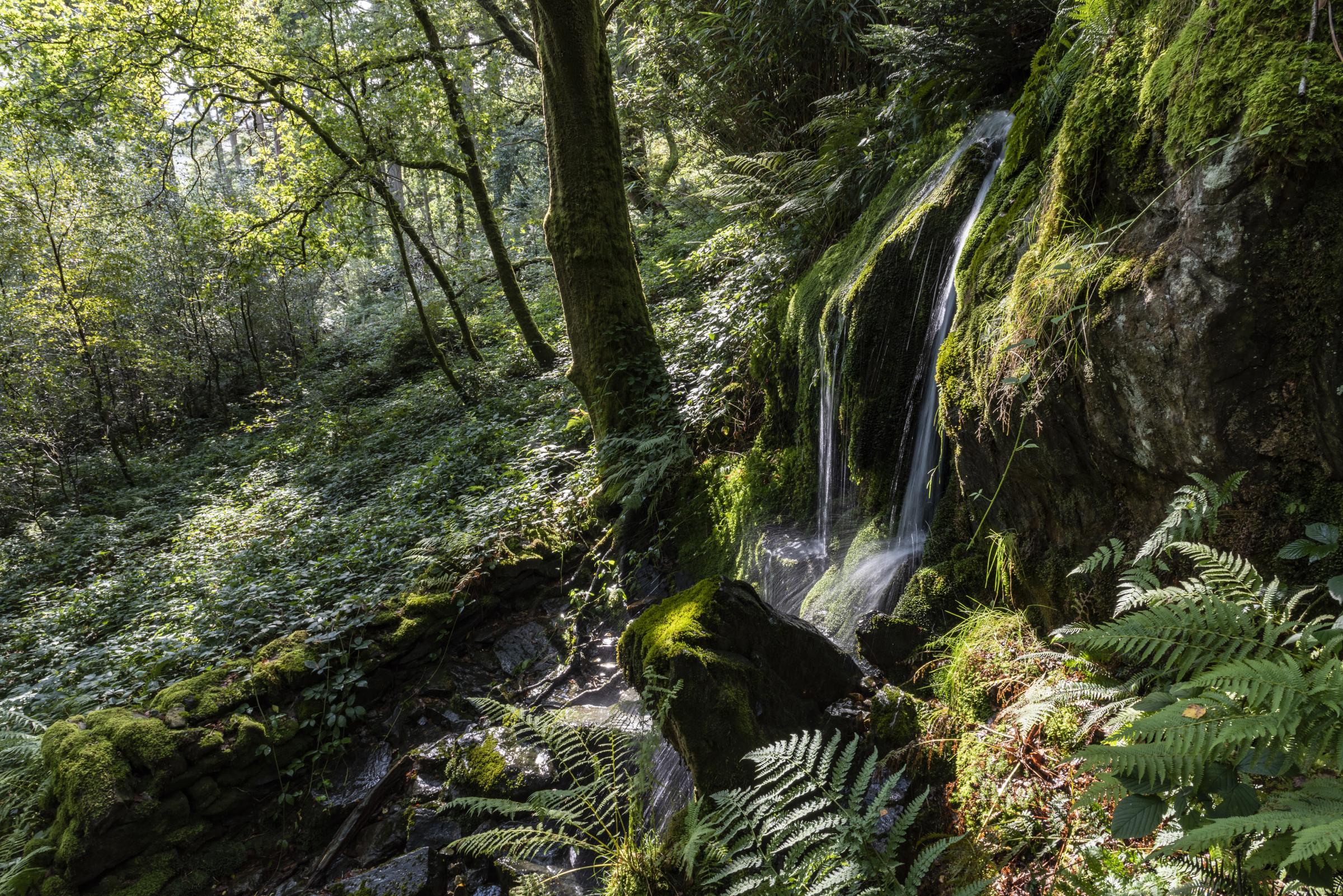 Waterfalls in the woodland along the legendary trail of Dinas Emrys. Photo: National Trust Images - Paul Harris. 