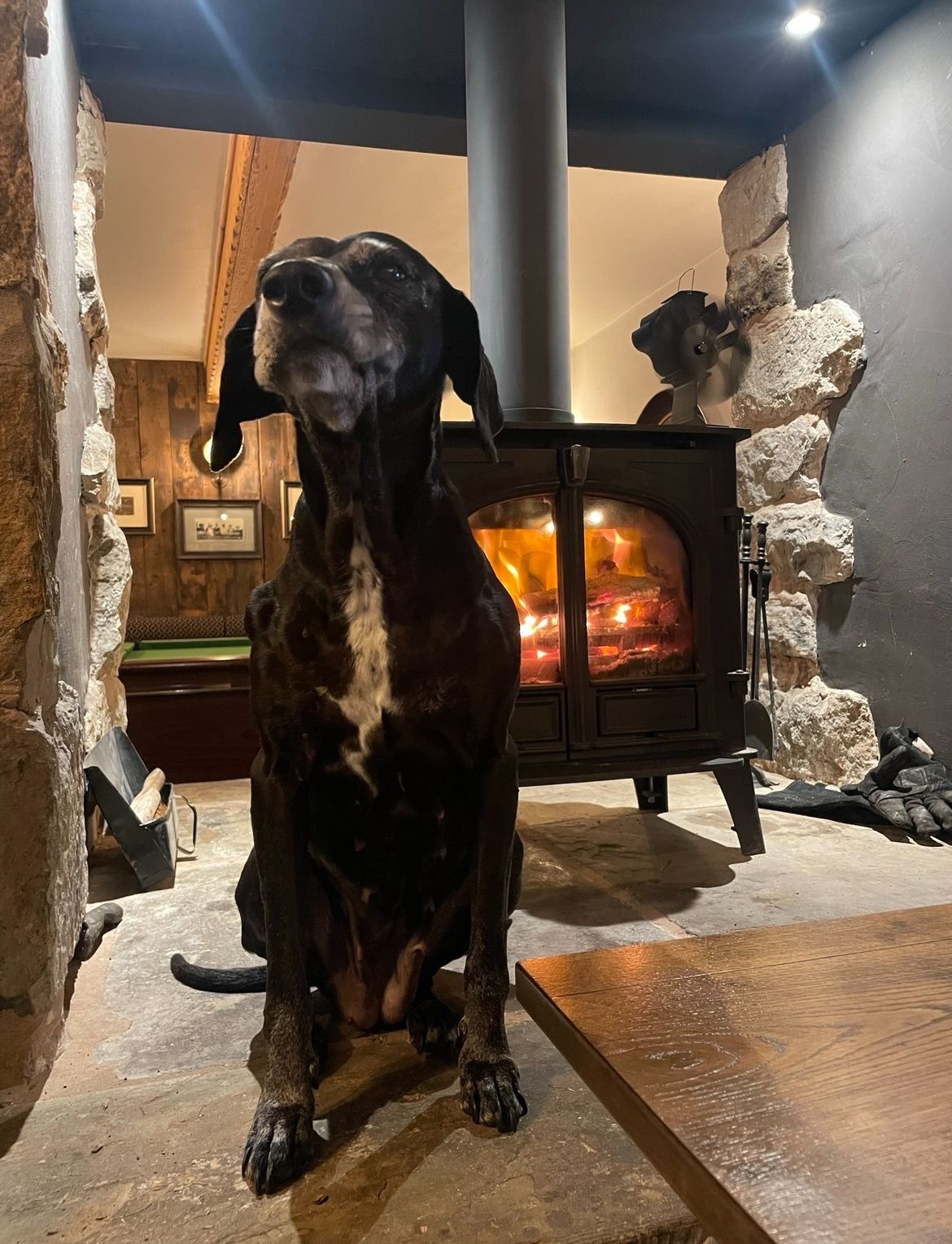 Diddy warming herself by one of the three fires inside the pub - we are a very pet friendly pub with lots of treats.