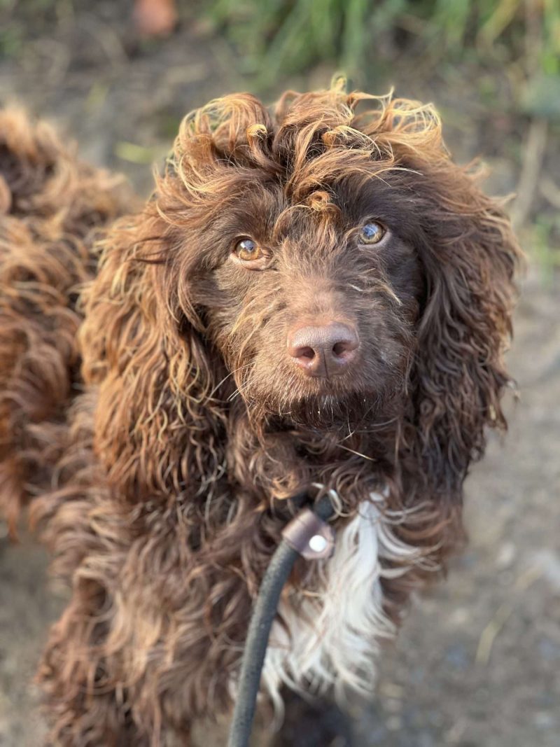 Rolo, waiting for adoption from NCAR.