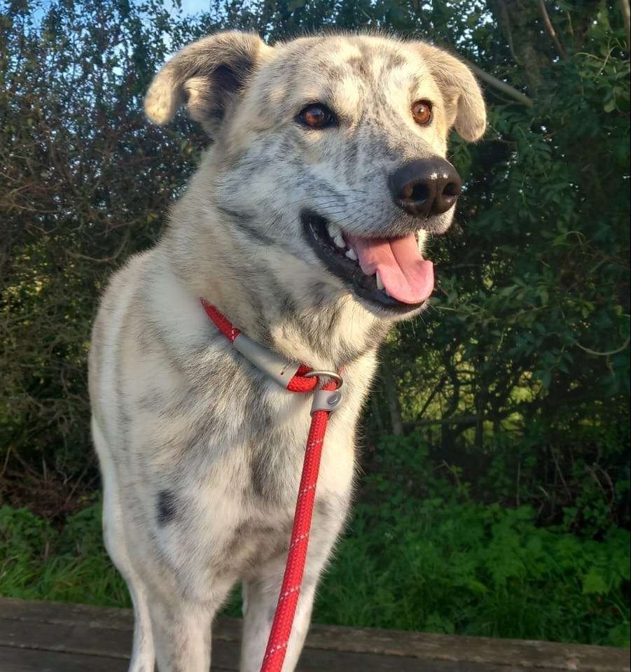 Nico, waiting for adoption from NCAR.